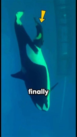 Mother orca's emotional 4-hour birth 🖤🐬. #shorts