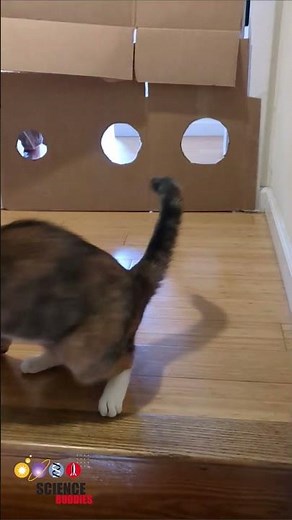 Train your pet to navigate a maze for science! 2 #senses #animal #sciencefairproject #science