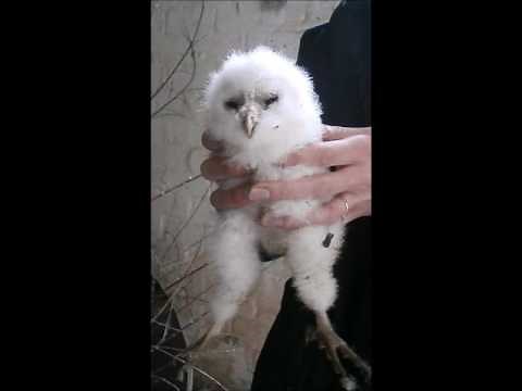 What noise does a Barn Owl make?