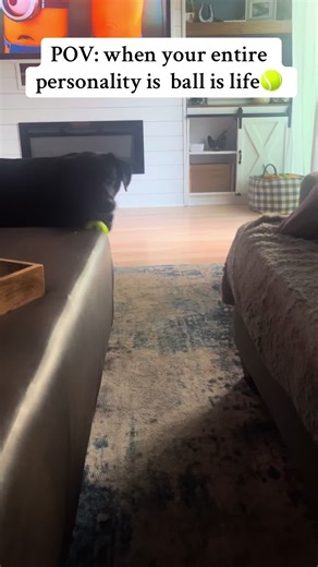 Drake the black Lab shows us how simple life can be — ball, nap, repeat. He’s living the dream with his favorite toy, proving that dogs really know the good life 🎾🐾 #dogsoftiktok #blacklab #ballislife #ThisIsTheWayILive #happydogs
