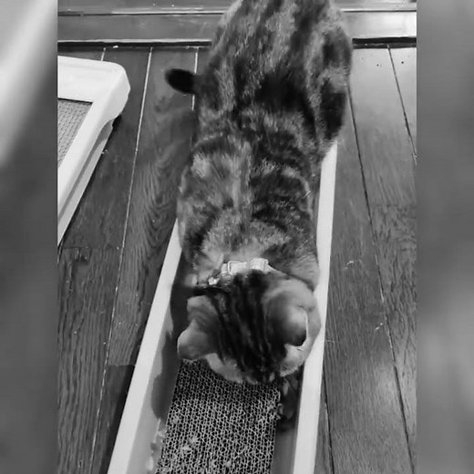 織田信長協奏曲 帰蝶