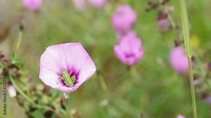 a Nymf tettigonia viridissima (great green bush-cricket) on a Convolvulus althaeoides (mallow bindweed) pink wild flower - two different scenes