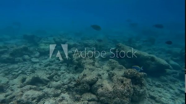 Close encounter with large Blacktip Reef Shark whilst snorkeling through school of Indo-Pacific sergeants in Maldives, Malahini Kuda Bandos
