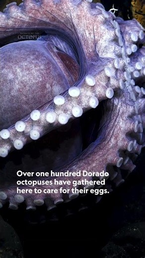 Have you ever seen an octopus nursery before? 🐙 #SecretsOfTheOctopus
