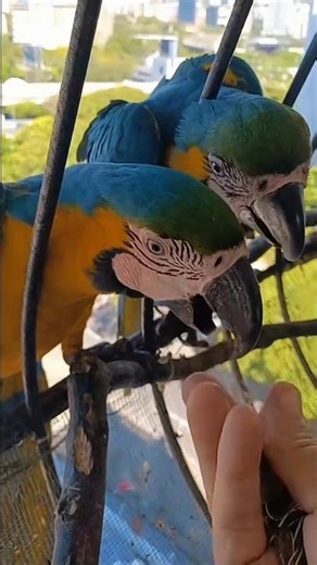 #lovebirds #macaw#parrot #birds #talkingparot ‪@SarfrazLahori‬ ‪@NexusBirds‬ ‪@PARROTDIPANKAR‬