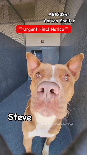 🔴Urgent Final Notice🔴🔴Needs Foster and Rescue🔴✳️STEVE✳️ID: #A5683244 ↩️He was found at 200 E. Redondo Beach Blvd., Gardena. He was easy to remove, and he strongly pulled on leash. In the catch pen when he was introduced to the dogs his body was tense, he barked, lunged, he jumped on the fence and his pupils were dilated with wide eyes. He was muzzled prior to entering the yard for the safety of the dogs. He jumped and tried to run away as he was being collared and leashed. He entered the yar