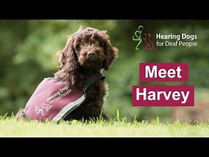 Meet hearing Dog Harvey