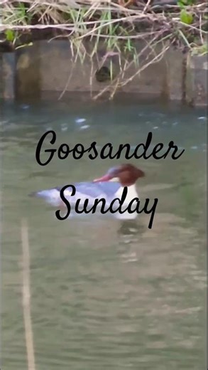 Goosander takes a break