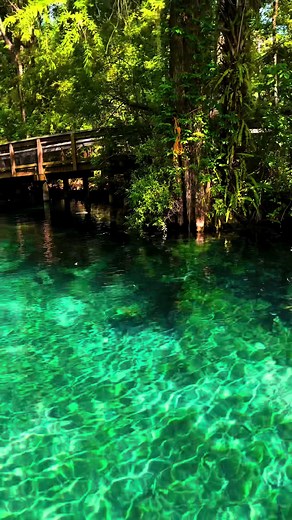 SILVER SPRINGS Paddle Board Adventure 📍Silver Springs State Park Only 1 hour and 30 minutes from Orlando BOOK NOW Link in Bio EXPLORE & PROTECT It’s essential to respect the natural environment and each other. Remember to be kind and respectful to one another and wildlife on the river, maintaining a safe distance from all wildlife, while also adhering to Leave No Trace principles, and avoiding disturbing the delicate ecosystem. Let's preserve the beauty for generations to come. 🤙 #otterpaddleo