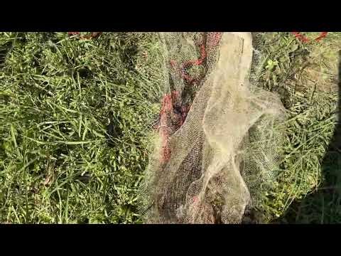 Catching big bluegill with da cast net