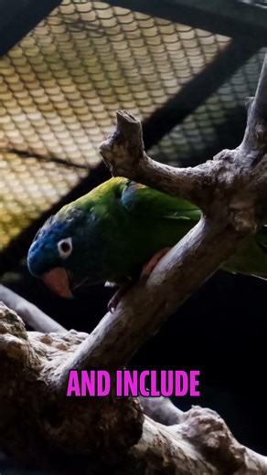 Xylitol KILLS Birds?! Shocking Truth You NEED To Know!