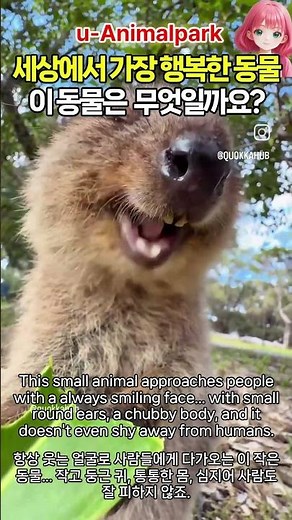 “세상에서 가장 행복한 동물.” 이 동물은 무엇일까요? 이 동물의 정체는 바로 쿼카(Quokka)입니다. #animalpark #동물원 #zoo #쿼카 #quokka #유대류
