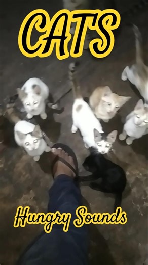 Cat's Hungry Sounds 😸 #shorts