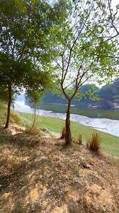 How to make a best Tree 🌳 Guard for your Tree / Easy way to make strong trigger from bamboo sticks