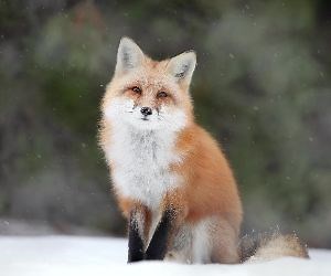 Winter Fox Live Wallpaper