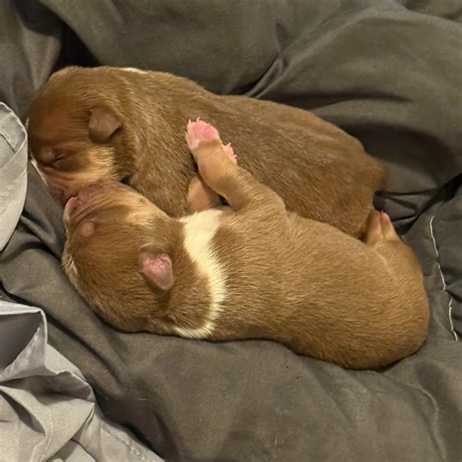 #baby bullies. The sweetest little babies.