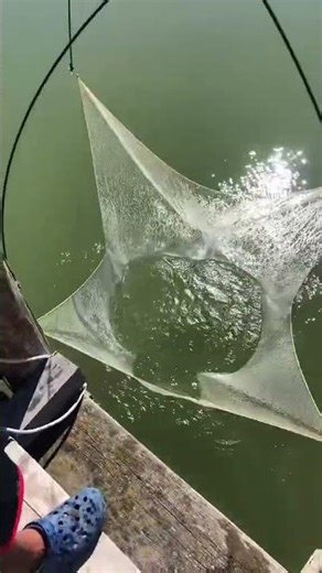 #Fish hunting #animals #fishing#hunting#shorts #viralshort