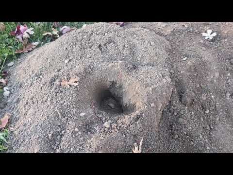 How to get rid of a gopher in your yard