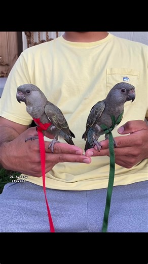 Discover the Rüppell's Parrot: A Rare and Exotic Avian Beauty