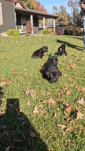 4 week old Presa Canario puppies Sire: Eight de Cabeza Grande Dam: RBF de Cabeza Grande DOB: 10/01/23 www.realpresa.com #puppies #presacanario #guarddog #familydog #bigdog #protection #tested #blackpresa #realpresa #cabezagrande #homegrown #preservationbreeder | Jen Chandler Cabeza Grande Kennel