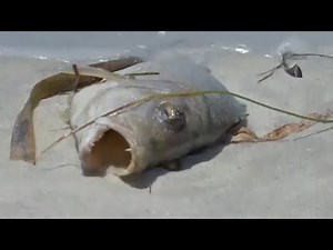 Red tide algae bloom killing marine life off Florida coast