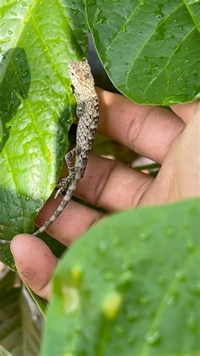 ចាប់សត្វបង្គួយ 🦎🙀#animals #puppy #nature #zombie #shortvideos #monkey