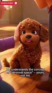 This Tiny Poodle Puppy Will Melt Your Heart ❤️ | Ultra Cute Puppy Moment #puppylove #cutedogs