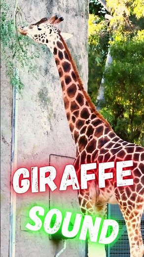 giraffe , giraffe sounds , giraffe sound #animalsounds #animals #giraffe