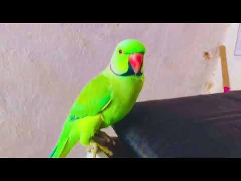 Parrot Talking Like Human | Amazing Parrot Voice