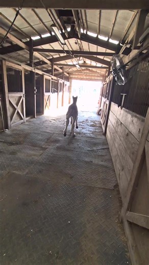 Broken Spoke Clydesdale’s on Instagram: "Divinity doesn't seem impressed but so far looking like Reno will live up to the Broken Spoke Clydesdales reputation what do you think makes me think of Joker where it all began in Reno NV #fyp #clydesdales #earthshakers #doingwhatilove #farmlife #workhardplayhard #hardworkpaysoff #horses #livingthedream😎 #creatingsmileswithstyle #viralvideo #Winfield #dolanram #circle5feed #damnfinefeed"