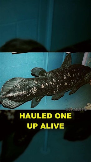 A Fish Extinct for 65 Million Years Was Found Alive #Shorts #Biology