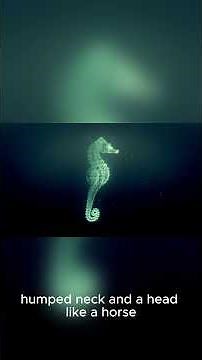 The Legendary and Dangerous Giant Sea Serpents of the North Sea