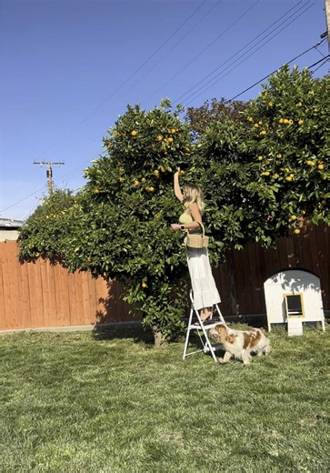 Mini harvest day on Anciaux Acreage 🧡💛💐🐶🐣. #homestead #homesteading #farmlife #miami #farm #homesteadlife #chickens #gardening #garden #chickensofinstagram #backyardchickens #homesteadinglife #kendall #growyourownfood #countryliving #homesteader #homegrown #cutlerbay #miamibeach #countrylife #chicken #farming #eggs #hobbyfarm #coralgables #farmstead #homesteadersofinstagram #hialeah #poultry #growyourown