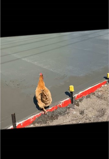 Funny Chicken Videos: Cute Moments with Chickens