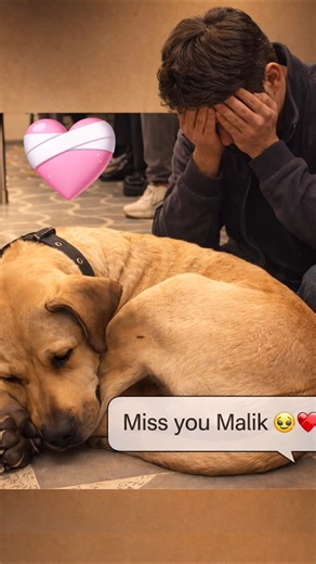 🐶 Boji’s Daily Journey of Love 💔🚆