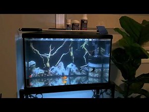Marina 10gal LED Aquarium kit Review