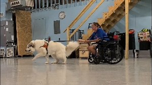 3.1K views · 99 reactions | Great Pyrenees, Yeti came to us for Basic...