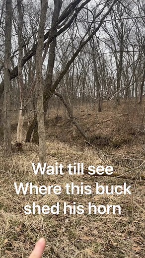 The places these big bucks hide is truly amazing! #shed #whitetaildeer #deer #outdoors #wildlife #buck #woods #smile