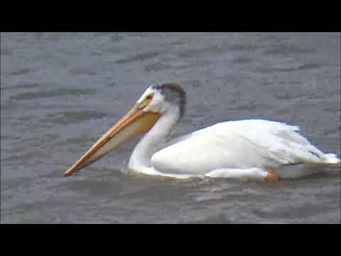 The Pelican Poem