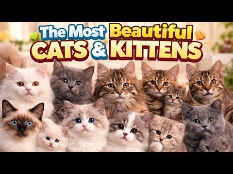 The Most Beautiful Cats & Kittens 🐱😍