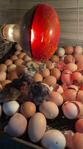 Amazing egg hatching in wooden box