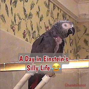 From peekaboo to pretend showers, Einstein is full of sass and sweetness! Watch as he talks, dances, and demands corn, water, and even a cookie in this hilarious daily routine. You never know what he’ll say next! | Einstein the Talking Texan Parrot