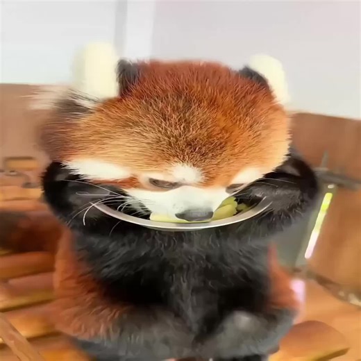 Greedy Red Pandas Enjoying Their Meal | Cute Endangered Animals