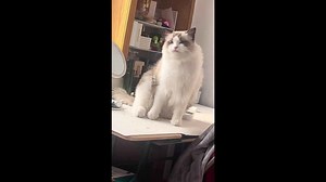 Cat puzzled by squeaky table sounds in Liaoning, China