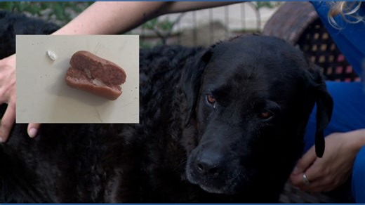 Random meth-laced hot dogs poison family pets in Colorado