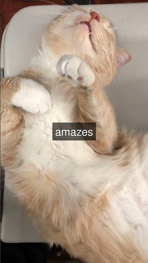 Meet Himmy The Worlds Heaviest Cat Did you know the heaviest cat on record is a tabby...