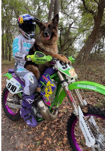 Luna will never pass up a ride, especially on the @MotoSport.com 1997 KDX220 💚 Feeling absolutely dialed in with the purple rims and the fresh RDR.co gear. If Kawasaki came out with an updated KDX, what changes would you like to see made? Watch my previous video to see this machine barking 🔥 @Red Bull Motorsports @Red Bull @All Balls Racing #KDX220 #kawasaki #2stroke