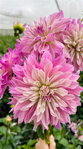 🌸🌸Behind the scenes MOTHERS DAY 2024 🌸🌸 We are still waiting for even more flowers to pick & arrive 🌸It's dark outside but we are working around the clock to prepare the most gorgeous flowers for your Mothers 🌸 This weekend our stores will be overflowing with the most beautiful wide range of flowers 🌸🌸 Most beautiful bouquets at the best prices. We will also have small Magnolia trees & Orchids & Flowering Hydrangeas at our stand. We even designed a special Mother's day card 🌸 Find us at