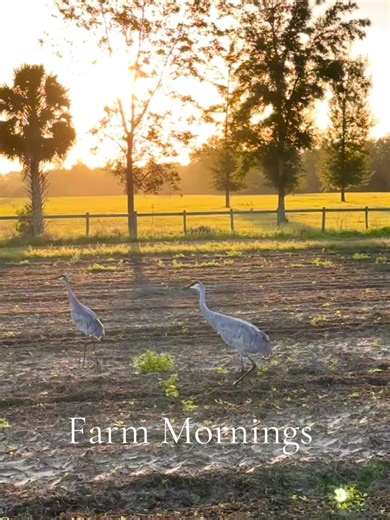 Best kind of mornings ☀️ #sandhillcranes #farm #mornings