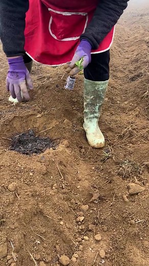 Planting Skills in Farming: A Relaxing ASMR Experience